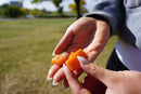 Pre-Workout + Energy Gummies